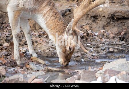 Hirsch Damwild (Dama Dama) mit großem Geweih das Trinken aus einer Pfütze von Wasser in Kanada Stockfoto