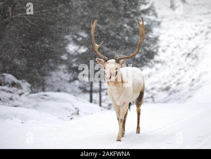 Hirsch Damwild (Dama Dama) mit großem Geweih stellt in einem Winter in Kanada Stockfoto