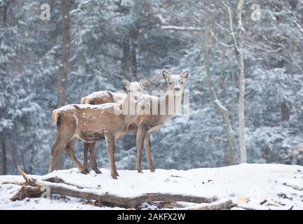 Rothirsche Weibchen stehen im fallenden Schnee in Kanada Stockfoto