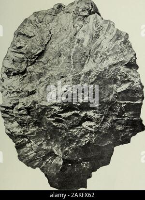 Jahresbericht des United States Geological Survey, dem Sekretär des Innenraums. Bibliothek IVERSlTY von Illinois. Platte (IX. 607 PLATTE CIX. Seite Oscadella JCRASSICA Ward 399 Blick auf die inneren Bruchfläche von Nr. 500.49 des Museums der Universität von Wyoming. 608 0. S. GEOLOGICAL SURVEY ZWANZIGSTER JAHRESBERICHT TEIL II PL. ClX. Zentimeter? CYCADELLA JURASSICA AUS DEM JURA von Wyoming in der Bibliothek der Universität von Illinois. Platte CX. 20 (; Kol, FT-1 39 609 PLATTE CX. Seite. Cycadeli. a. hrassica Ward 399 Blick auf das Fragment wiederhergestellt durch die Bündelung der komplementären Nr. 500.78 und 500.82 Stockfoto