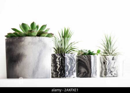 Sammlung von marmoriert Geometrische saftige Pflanzmaschinen mit schönen kleinen Sukkulenten auf Weiß Regal gegen weiße Wand. Lifestyle Home Decoration Stockfoto