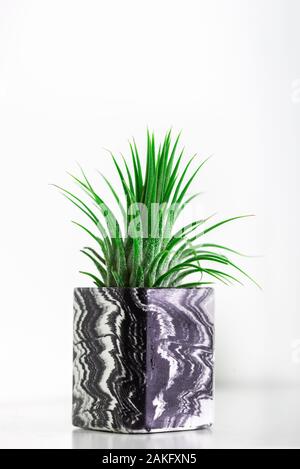 Sammlung von marmoriert Geometrische saftige Pflanzmaschinen mit schönen kleinen Sukkulenten auf Weiß Regal gegen weiße Wand. Lifestyle Home Decoration Stockfoto