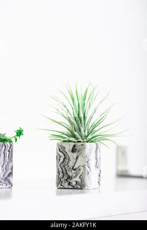 Sammlung von marmoriert Geometrische saftige Pflanzmaschinen mit schönen kleinen Sukkulenten auf Weiß Regal gegen weiße Wand. Lifestyle Home Decoration Stockfoto