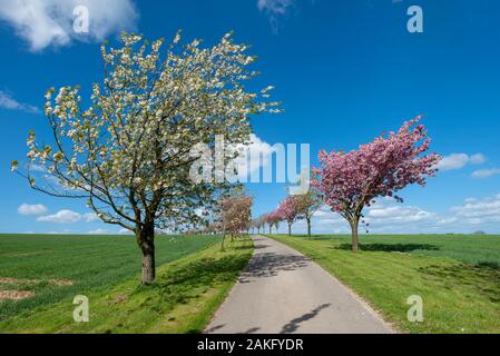 Die Kirschbäume an Huggate auf der Yorkshire Wolds Stockfoto