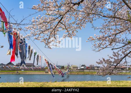 Tenshochi Park entlang des Flusses Kitakami im Frühling sonnigen Tag morgen. Ländliche Szene mit Schönheit voller Blüte pink sakura Blumen Stockfoto