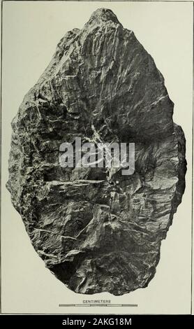 Jahresbericht des United States Geological Survey, dem Sekretär des Innenraums. CYCADELLA JURASSICA, aus dem Jura von Wyoming. Bibliothek der Universität von Illinois. Platte CIV. Platte CIV Cycadella jurassica Gemeinde angesichts der inneren Bruchfläche von Nr. 500.30 des Museums der Universität von Wyoming. 598 US geological survey ZWANZIGSTER JAHRESBERICHT TEIL II PL. CIV. CYCADELLA JURASSICA AUS DEM JURA von Wyoming. Bibliothek der Universität von Illinois. Platte CV. Platte CV. Seite Cycadella JURAS 6 ICA-Station 399 Blick auf der einen Seite und tlie gebrochen Gipfel des Nr. 500.36 des Museums ofth Stockfoto