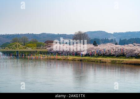 Tenshochi Park entlang des Flusses Kitakami im Frühling sonnigen Tag morgen. Ländliche Szene mit Schönheit voller Blüte pink sakura Blumen Stockfoto