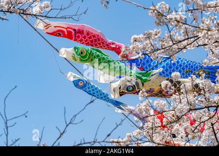 Nähe zu voller Blüte schöne rosa Kirschblüte (Sakura) Blumen im Frühling sonnigen Tag mit blauem Himmel und KOINOBORI, der Karpfen Streamer Stockfoto