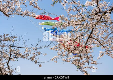 Nähe zu voller Blüte schöne rosa Kirschblüte (Sakura) Blumen im Frühling sonnigen Tag mit blauem Himmel und KOINOBORI, der Karpfen Streamer Stockfoto