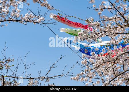 Nähe zu voller Blüte schöne rosa Kirschblüte (Sakura) Blumen im Frühling sonnigen Tag mit blauem Himmel und KOINOBORI, der Karpfen Streamer Stockfoto