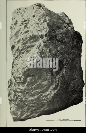 Jahresbericht des United States Geological Survey, dem Sekretär des Innenraums. CYCADELLA JURASSICA, aus dem Jura von Wyoming. Bibliothek der Universität von Illinois. Platte GUI-PLATTE CIII Cvcadella jurassica Station -, ^, V-Seitenansicht Nr. 500.30 des Museums der Universität von yoming. 596 US geological survey ZWANZIGSTER JAHRESBERICHT TEIL II PL. Clll. CYCADELLA JURASSICA, aus dem Jura von Wyoming. Bibliothek der Universität von Illinois. Platte CIV. Platte CIV Cycadella jurassica Gemeinde angesichts der inneren Bruchfläche von Nr. 500.30 des Museums der Universität von Wyoming. 5 Stockfoto