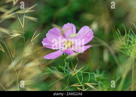 Rosa Cosmos Stockfoto
