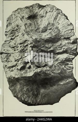Jahresbericht des United States Geological Survey, dem Sekretär des Innenraums. LIBKARY Universität von Illinois. Platte Öl. 20 GEOL, ES 2 68 593 Platte (III. Pago. ADBIiLA JDKASSICA Ward 399 Ansicht der gebrochene Innenseite der Nr. 500.38 des Museums der Universität f Wyoming. 594 US geological survey ZWANZIGSTER JAHRESBERICHT PARI II PL. CM. CYCADELLA JURASSICA, aus dem Jura von Wyoming. Bibliothek der Universität von Illinois. Platte GUI-PLATTE CIII Cvcadella jurassica Station -, ^, V-Seitenansicht Nr. 500.30 des Museums der Universität von yoming. 596 US geological survey TWENTI Stockfoto