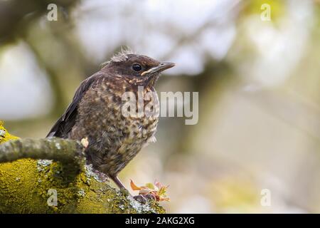 Gemeinsame Amsel (Turdus merula), frisch flügge Jugendlicher sitzt im Baum, Land Brandenburg, Deutschland Stockfoto