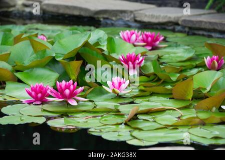 Rosa Lilienblock in künstlichem Teich in einem Sommergarten Stockfoto