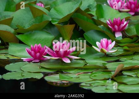 Rosa Lilienblock in künstlichem Teich in einem Sommergarten Stockfoto