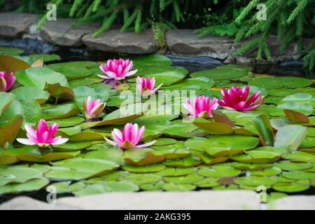 Rosa Lilienblock in künstlichem Teich in einem Sommergarten Stockfoto