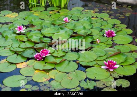 Rosa Lilienblock in künstlichem Teich in einem Sommergarten Stockfoto