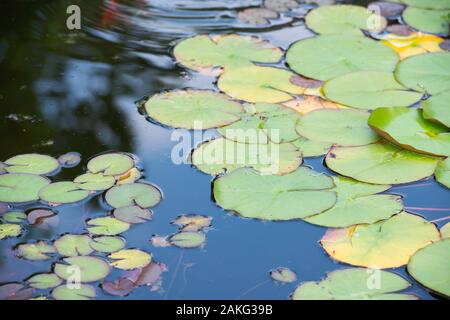 Lily Pad in künstlichem Teich in einem Sommergarten und koi Fische Stockfoto