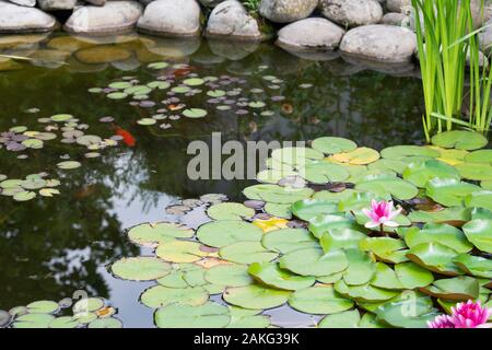 Lily Pad in künstlichem Teich in einem Sommergarten und koi Fische Stockfoto