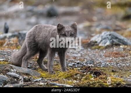 Süßer Blaufuchs in arktischer Landschaft Stockfoto