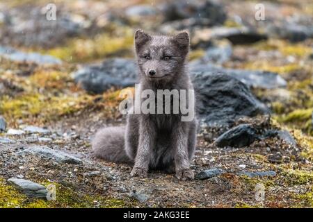 Süßer Blaufuchs in arktischer Landschaft Stockfoto