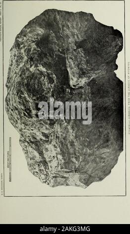 Jahresbericht des United States Geological Survey, dem Sekretär des Innenraums. Zentimeter CYCADELLA JURASSICA AUS DEM JURA von Wyoming. Bibliothek der Universität ef ItUNO PLATTE CI. Platte CI. Seite. CvCADELLA. hkasnka Ward. S99 Seitenansicht nf Nr. oiio. iis des Museums der Universität von Wyoming, Seite gegenüber, die auf PI dargestellt. C 592. LIBKARY Universität von Illinois. Platte Öl. 20 GEOL, ES 2 68 593 Platte (III. Pago. ADBIiLA JDKASSICA Ward 399 Ansicht der gebrochene Innenseite der Nr. 500.38 des Museums der Universität f Wyoming. 594 US geological survey ZWANZIGSTER JAHRESBERICHT PARI Stockfoto