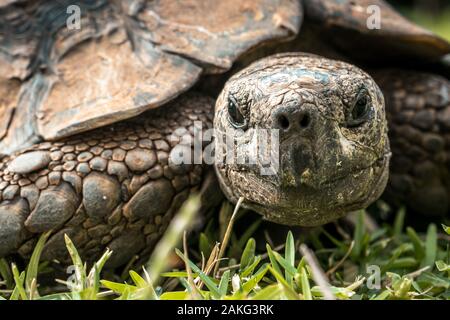 Eine alte Schildkröte (nicht eine Schildkröte) langsam zu Fuß auf das Gras in Durban, Südafrika Stockfoto