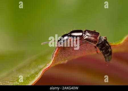 Ein Rove Beetle am Rande eines Blattes Stockfoto