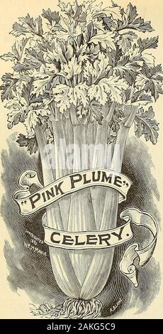 Maule same Katalog: 1896. Neue PINK PLUME SELLERIE. Die introducers, die Herren Peter Henderson & Co. von New York, haben diese zu sagen zu diesem newcelery: Es ist der schönste, den Sellerie, die je eine Tabelle zierte, köstlichen navor, knackig und nussig; die erste Sellerie für den Einsatz fit zu sein als auch die letzte, absolut solide. Und frei von stringiness und sobrittle, fast Pause von seinem eigenen Gewicht. Es ist eine starke, gesunde, kompakte Züchter, mit Nr. 10-Präsidentschaft von Rost; Stiele sehr solide und klar, extra früh und lange Keeper, noch, wenn sie in einwandfreiem Zustand entfernt properlytrenched in die Stockfoto