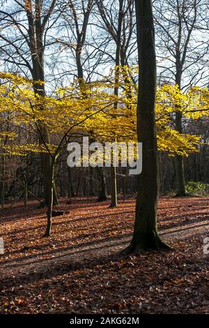 Eine junge Buche Fagus sylvatica mit goldgelben Blätter mit Hintergrundbeleuchtung durch späte herbstlichen Sonnenlicht in Thorndon Park North in Brentwood, Essex, an. Stockfoto