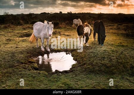 Wild Bodmin Ponys auf Goonzion Abschreibungen auf Bodmin Moor in Cornwall. Stockfoto