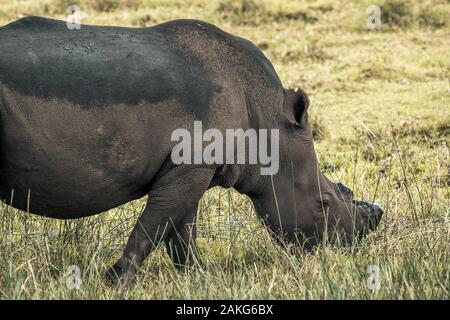 Black Rhino essen Gras in den Isimangaliso Nationalpark in Südafrika Stockfoto