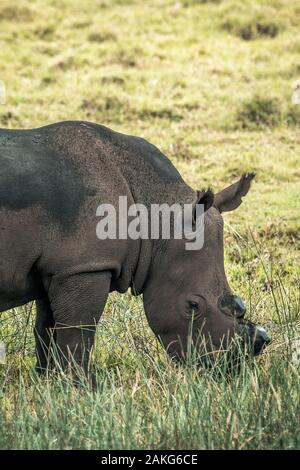 Black Rhino essen Gras in den Isimangaliso Nationalpark in Südafrika Stockfoto