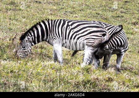 Zebras fressen Gras im isimangaliso Nationalpark in Südafrika Stockfoto