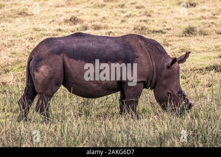 Black Rhino essen Gras in den Isimangaliso Nationalpark in Südafrika Stockfoto