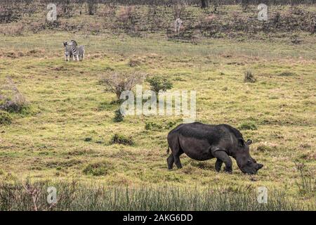 Spitzmaulnashorn und Zebras fressen Gras im isimangaliso Nationalpark in Südafrika Stockfoto