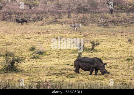 Spitzmaulnashorn und Zebras fressen Gras im isimangaliso Nationalpark in Südafrika Stockfoto