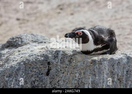 Pinguinkolonie in Boulders Beach, Hosting mehr als 3000 Pinguine in der Nähe von Kapstadt, Südafrika Stockfoto