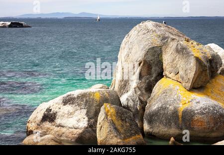 Pinguinkolonie in Boulders Beach, Hosting mehr als 3000 Pinguine in der Nähe von Kapstadt, Südafrika Stockfoto