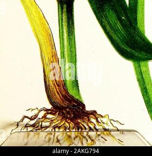 Permanente und temporäre Weiden. Vorder- und Bide Blick vergrößerte 7 Durchmessern. Palea Ciliate an der Basis, in einem wilden Zustand bekannt. Analyse. Gras in getrockneten im natürlichen Zustand. 212° Fahr. Wasser 60-84 -?- löslichen albuminoids-25 75?? Unlösliche albuminoids 1-31 331 verdauliche Faser Etagen 11-46 29-30 Woody Fibre ....... 11-09 28-32 f Löslichen mineralischen Materie 1-35 3-47 f-flnsoluble Mineral Angelegenheit.... 1-10 2-81 Chlorophyll, löslicher Kohlenhydrate, & e. 12-60 32-04 mit Stickstoff Stickstoff enthalten Nicht-Albuminoid NitrogenTotal albuminoid Stickstoff Stickstoff 100-00-04 • 21 • 26 • 19 t mit Silicaft mit Sili Stockfoto