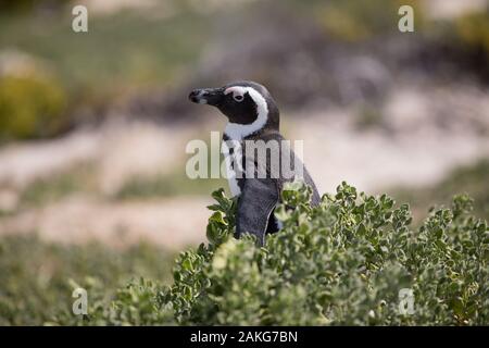 South African Penguin (Jackass) am Boulders Beach Stockfoto