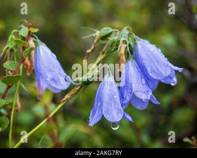 - Nahaufnahme Blick auf vier violett-blauen Glockenblumen mit Regen fällt auf die Blumen Stockfoto