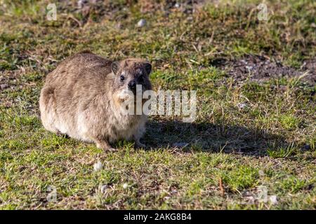 Ein Klippschliefer (Dassie) in Hermanus, Südafrika Stockfoto