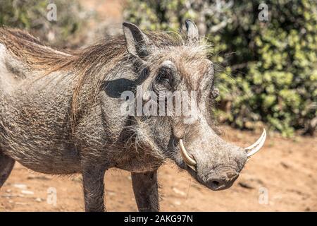 Warzenschwein im Addo Elephant National Park, in der Nähe von Port Elizabeth, Südafrika Stockfoto