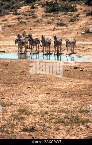 Eine Gruppe von Zebras in der Nähe einer Wasserstelle im Addo Elephant National Park, in der Nähe von Port Elizabeth, Südafrika Stockfoto