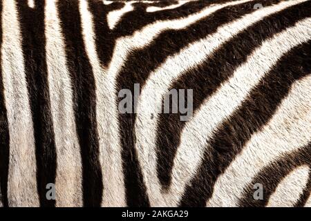 Detail eines zebra Haar im Addo Elephant National Park, in der Nähe von Port Elizabeth, Südafrika Stockfoto
