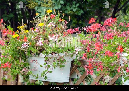 Pelargonium Blumen, hängen in einem Kunststoffbehälter auf den Gartenzaun Stockfoto