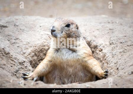 Nahaufnahme eines Präriehundes, der aus seinem hervortritt Bau und Vermessung der Umgebung Stockfoto