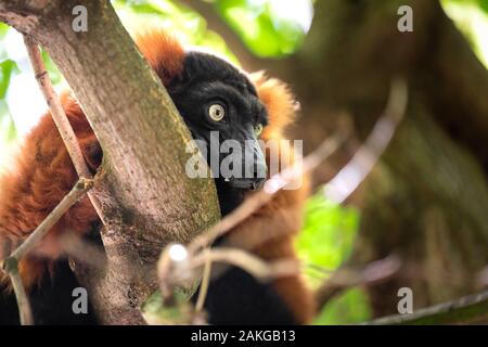 Nahaufnahme eines schwarzen und roten gekräuselten Lemurs, der auf einem Ast thront und seitlich vor einem grünen Bokeh-Hintergrund schaut Stockfoto